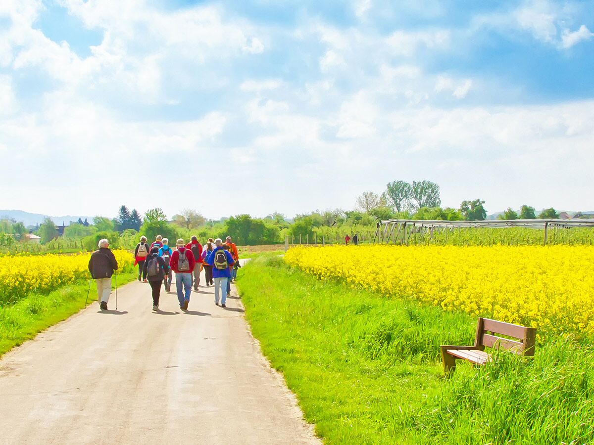 Eine Wandergruppe spaziert auf einem Feldweg entlang eines leuchtend gelben Rapsfeldes unter blauem Himmel.