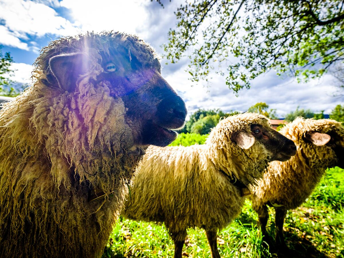 Nahaufnahme eines zotteligen Schafs, das in die Kamera blickt, mit Sonnenlicht im Fell; weitere Schafe auf grüner Wiese.