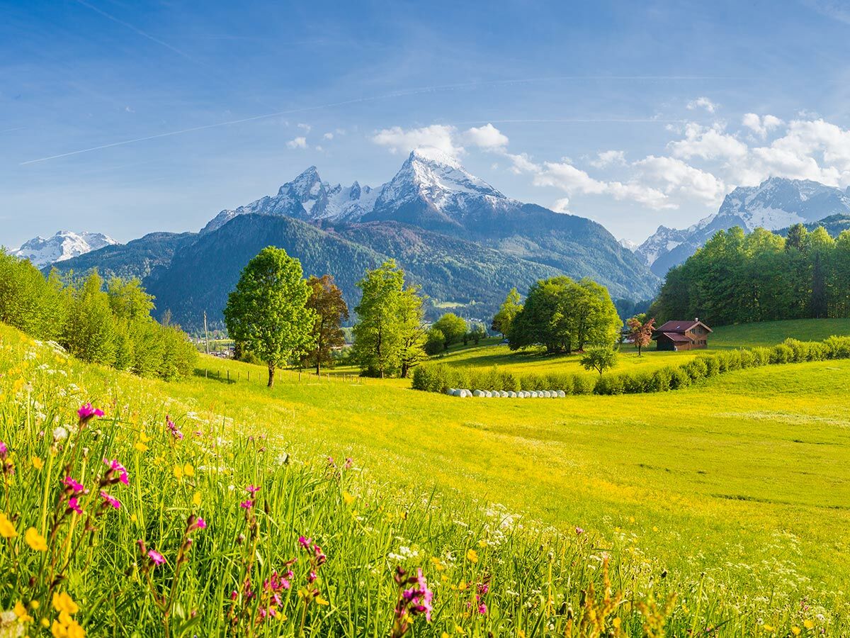 Idyllische Alpenlandschaft mit grüner Wiese voller bunter Blumen, Bäumen und einem Haus vor schneebedeckten Bergen.