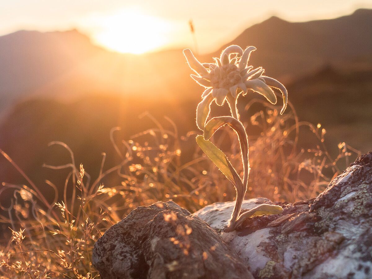 Eine Edelweiss Alpenblume leuchtet im warmen Licht eines Sonnenuntergangs in den Bergen.