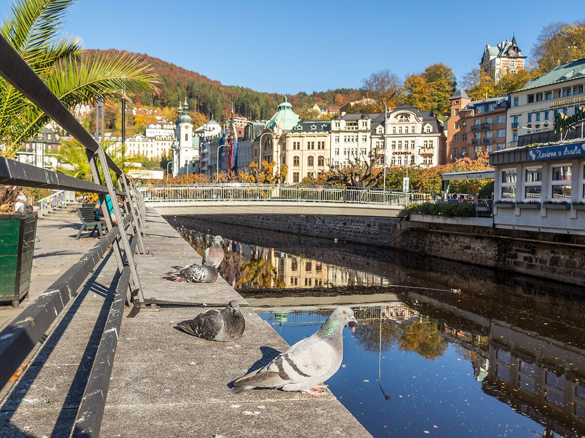 Vier Tauben am Flussufer in Karlovy Vary, Tschechien, mit historischer Architektur und Herbstlaub im Hintergrund.