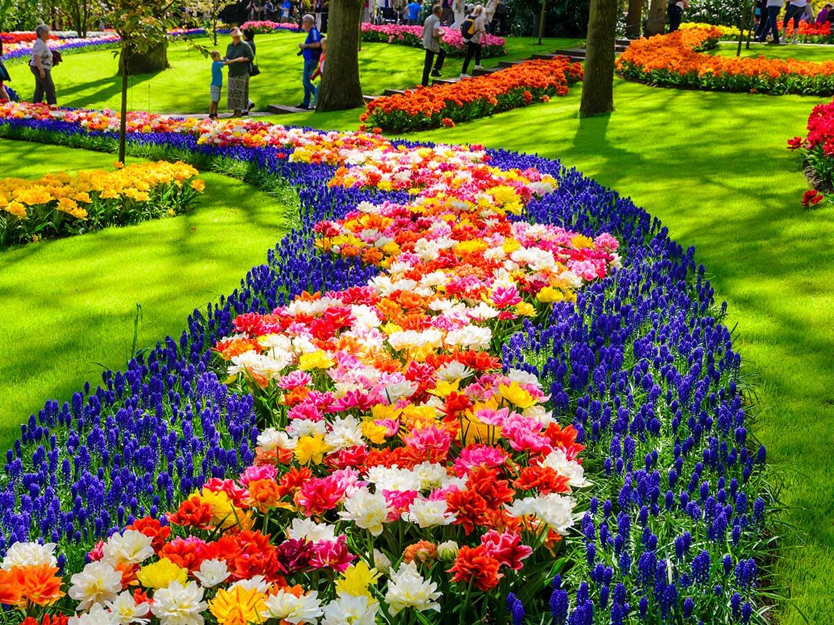 Farbenprächtiger Blumenweg aus Tulpen und blauen Traubenhyazinthen in einem sonnigen Garten mit grünen Wiesen und Besuchern.