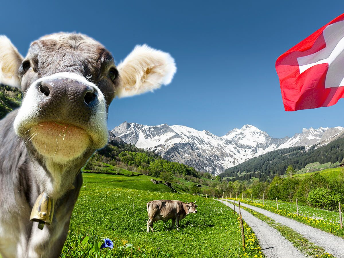 Nahaufnahme einer Schweizer Kuh mit Glocke in grüner Almwiese vor schneebedeckten Alpen und der Schweizer Flagge.
