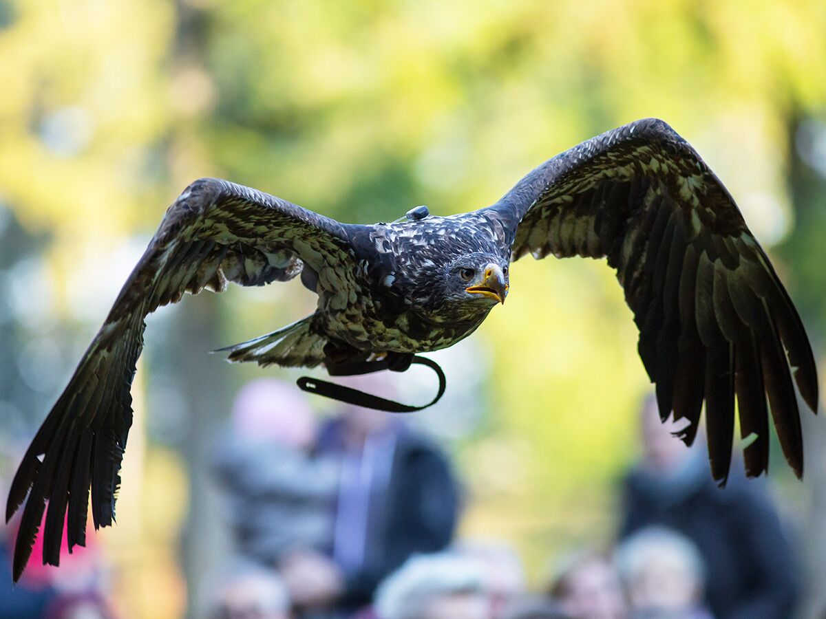 Ein imposanter Adler fliegt mit ausgebreiteten Flügeln und fixiertem Blick vor verschwommenem grünen Hintergrund mit Publikum.