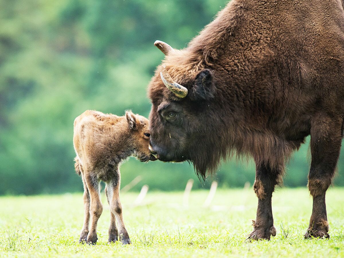 Brauner erwachsener Bison berührt sanft die Nase seines flauschigen braunen Kalbs auf einer grünen Wiese.