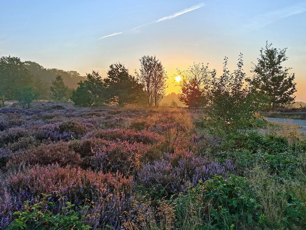 Lila Heidekrautfeld in voller Blüte bei Sonnenaufgang, warme Lichtstrahlen durchdringen neblige Bäume und eine friedliche Landschaft.