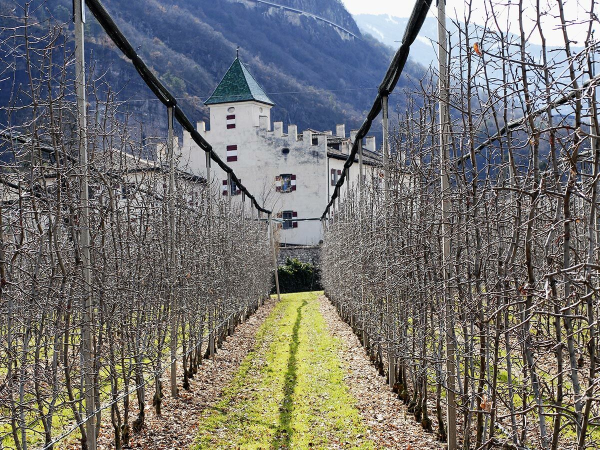 Blick durch eine kahle Apfelplantage auf ein historisches Schloss mit grünem Turm vor einer Berglandschaft in Südtirol.