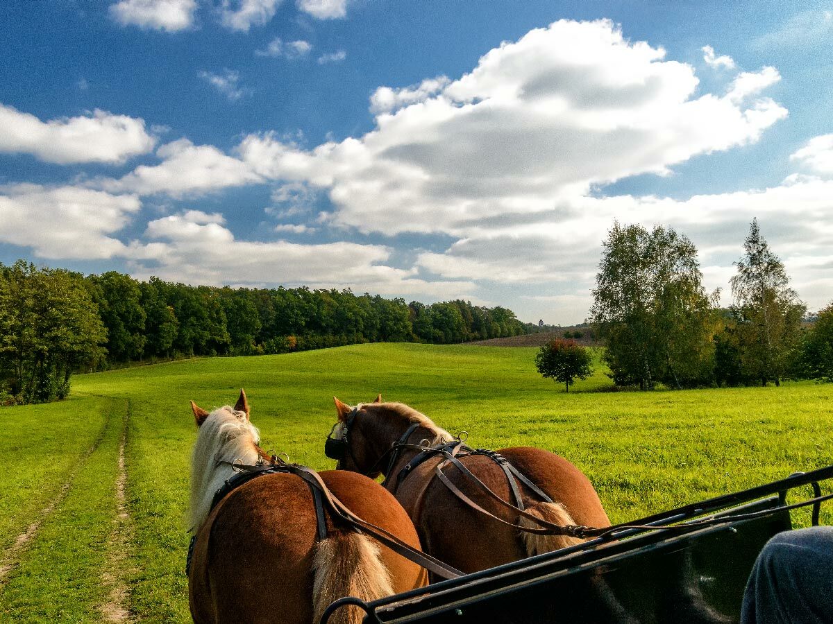 Zwei Pferde ziehen eine Kutsche durch eine grüne Wiese mit Wald und blauem Himmel. Eine idyllische ländliche Szene.