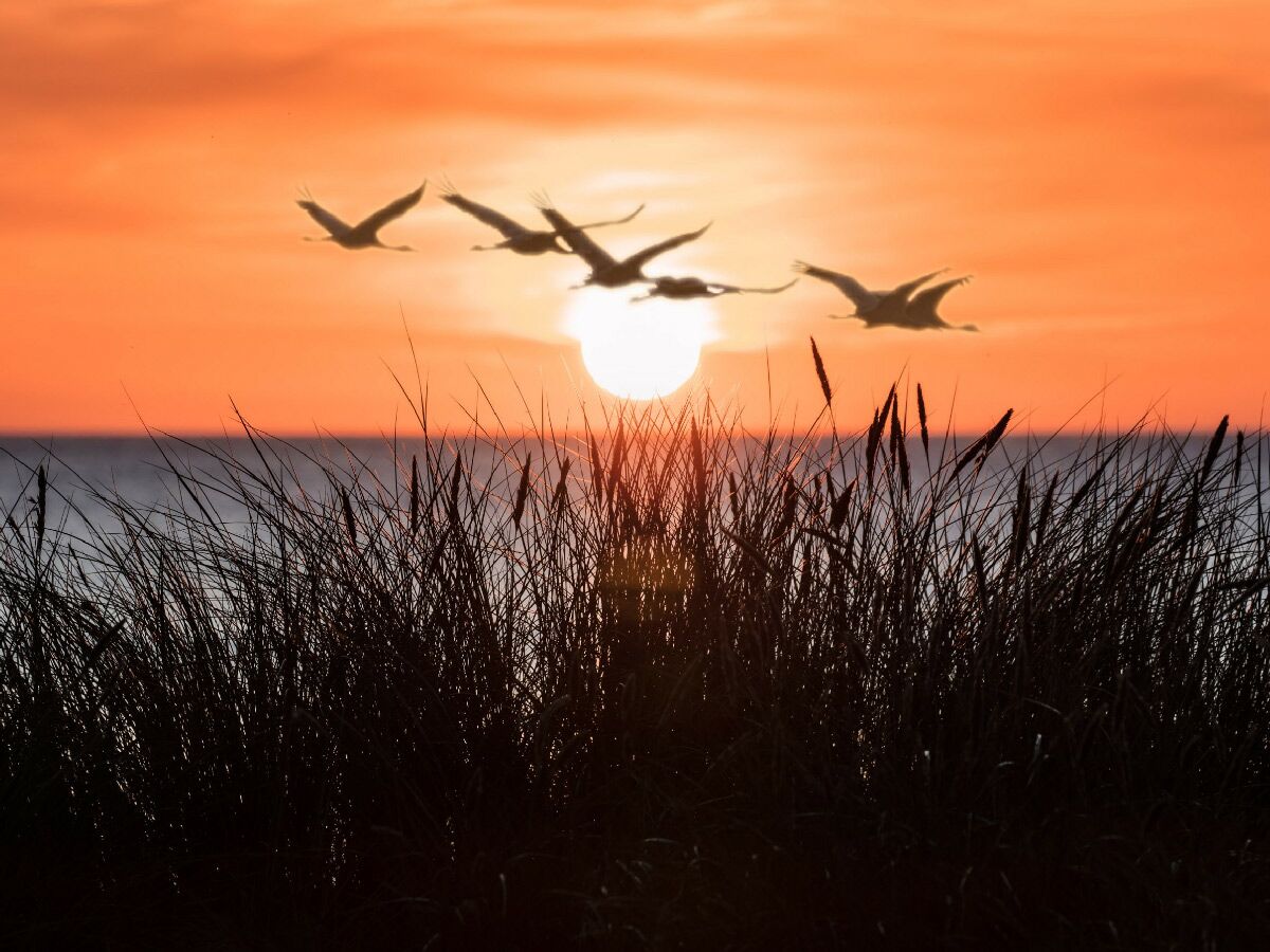 Sonnenuntergang über dem Meer mit Kranichen im Flug als Silhouette vor der Sonne und hohen Gräsern im Vordergrund.