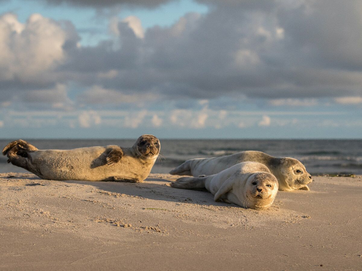Drei Robben liegen am Sandstrand mit Blick auf das Meer unter einem bewölkten Himmel in der goldenen Stunde.