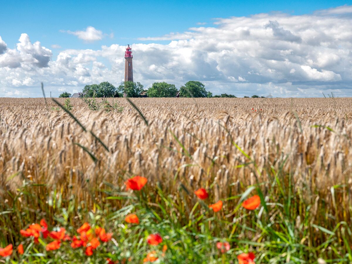 Roter Leuchtturm hinter goldenem Weizenfeld mit Mohnblumen unter blauem Himmel mit weißen Wolken an einem Sommertag.