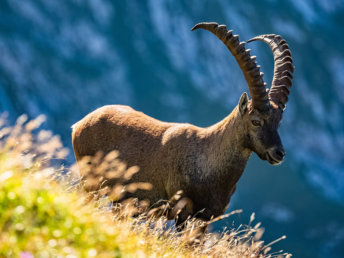 Majestätischer Alpensteinbock mit großen Hörnern auf sonniger Bergwiese vor blauem Hintergrund blickt nach rechts unten.