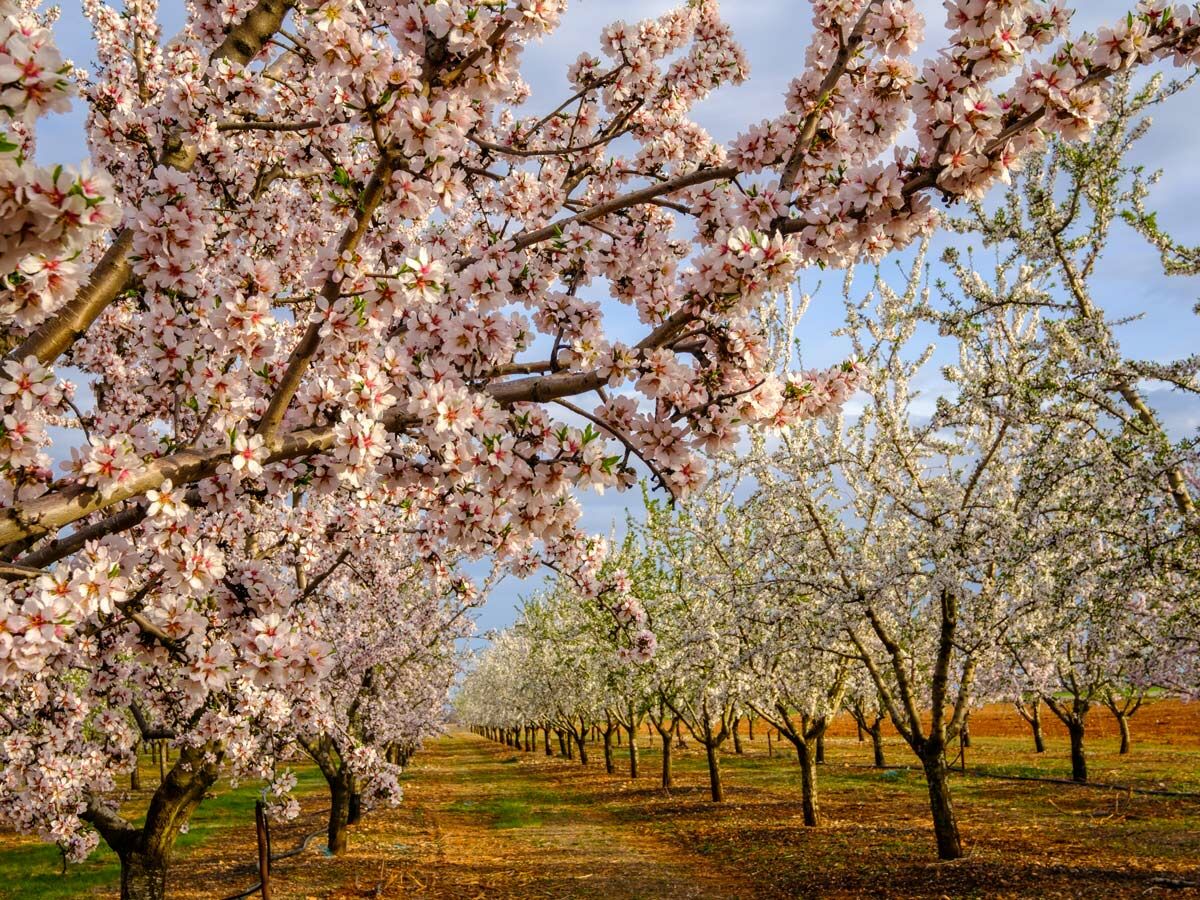 Nahaufnahme blühender Mandelbäume in einem Obstgarten mit rosa und weißen Blüten unter blauem Himmel.