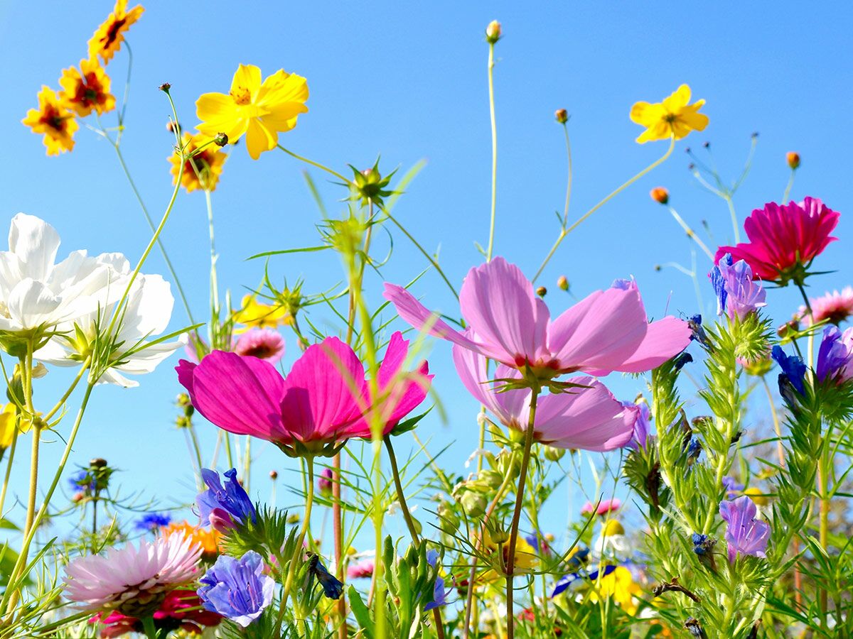 Nahaufnahme einer bunten Wildblumenwiese mit rosa, gelben, weißen und lila Blüten vor strahlend blauem Himmel.