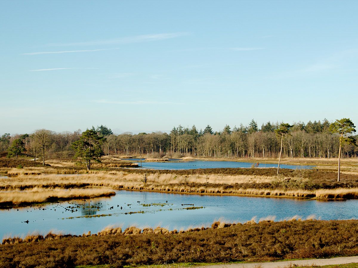 Weite Winterlandschaft mit blauen Seen, goldenem Schilf, kahlen Bäumen und Nadelbäumen unter hellem Himmel.