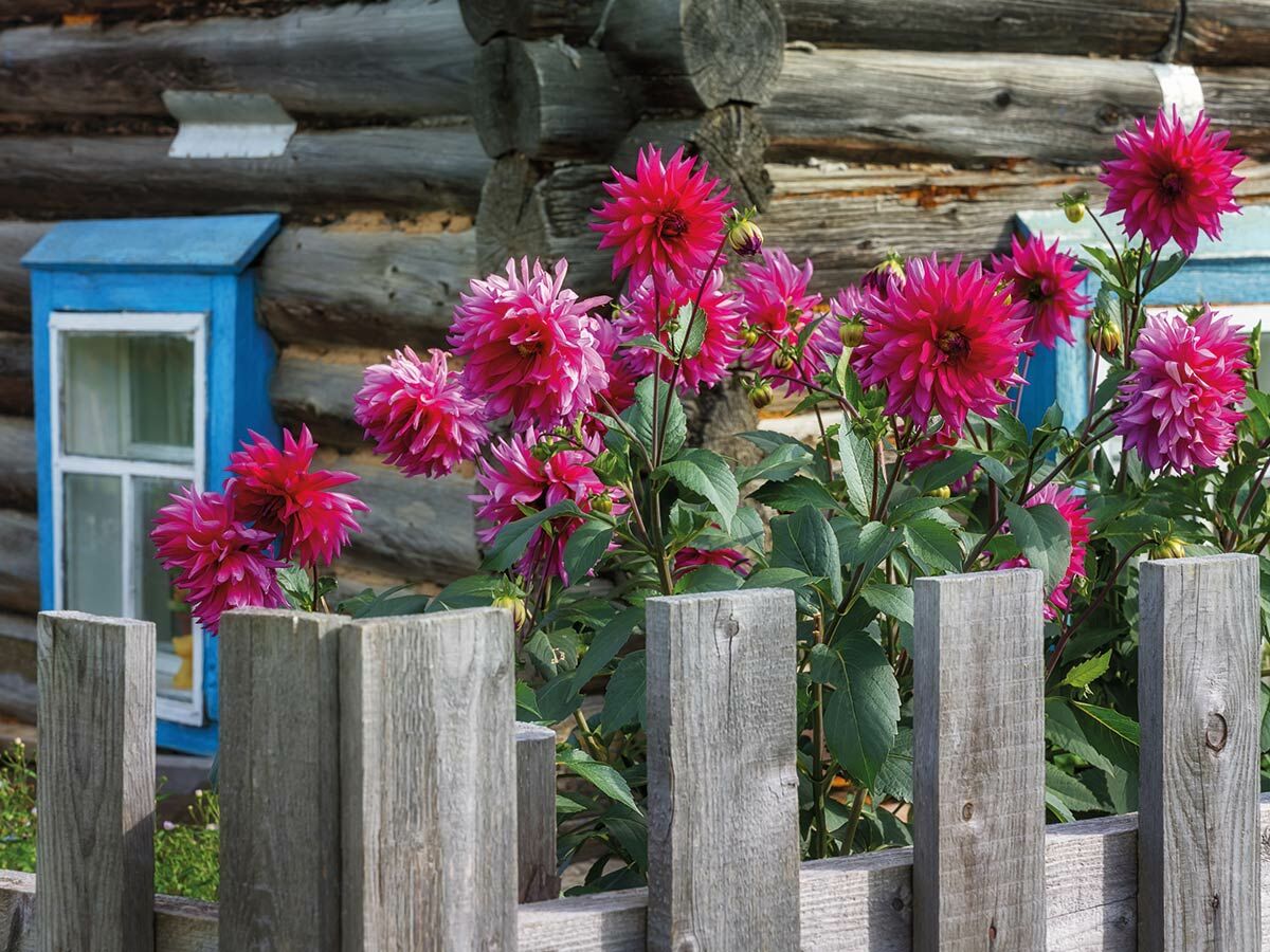 Leuchtend pinke Dahlien blühen vor einem traditionellen Holzhaus mit blauem Fenster und Holzzaun.