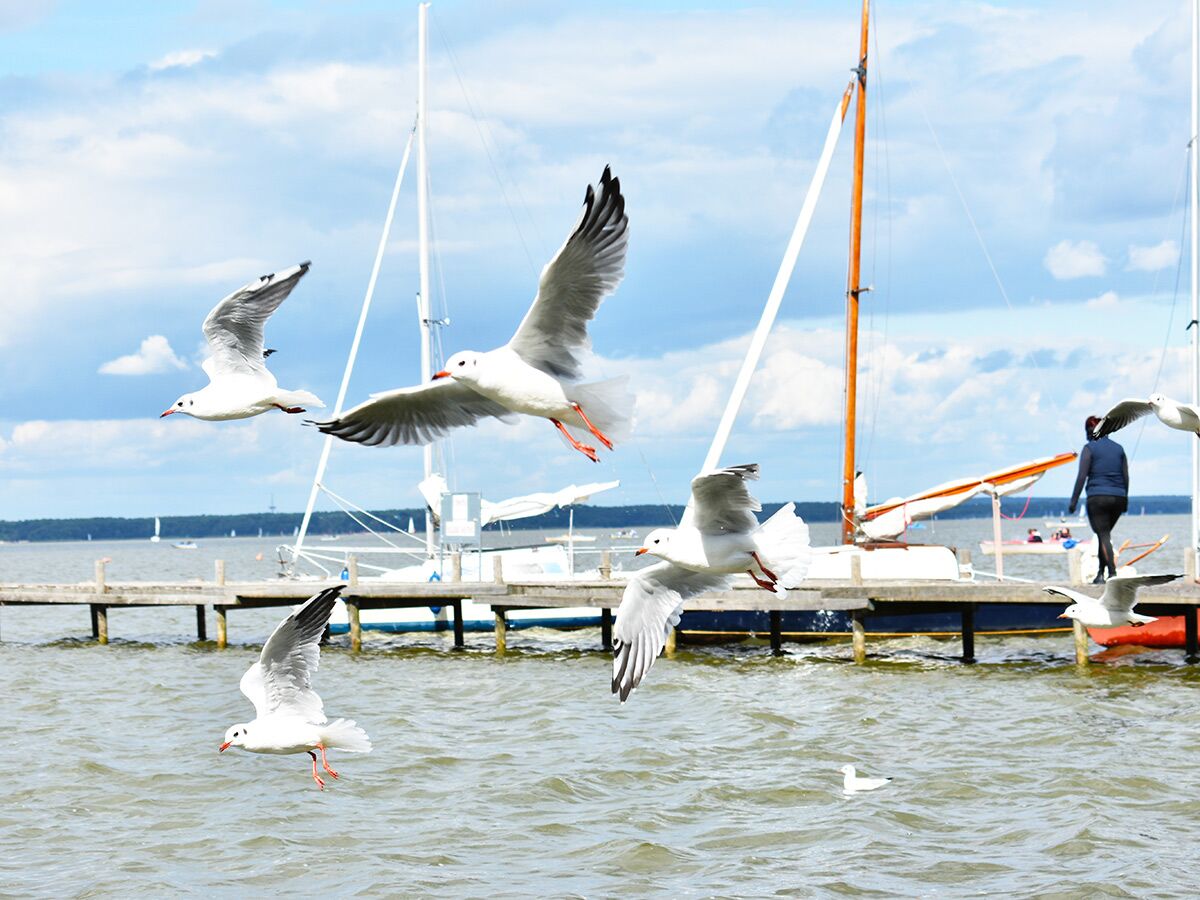 Möwen fliegen über einen sommerlichen Hafen mit Holzsteg, Segelbooten und blauem Himmel. Eine Person geht über den Steg.