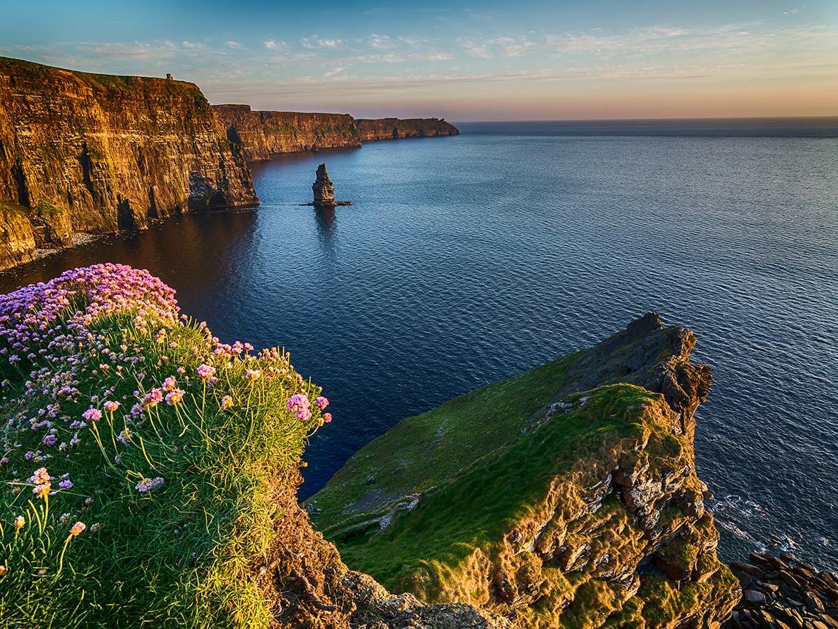 Dramatische Cliffs of Moher in Irland mit rosa Blumen im Vordergrund und dem Atlantik im goldenen Licht der untergehenden Sonne.