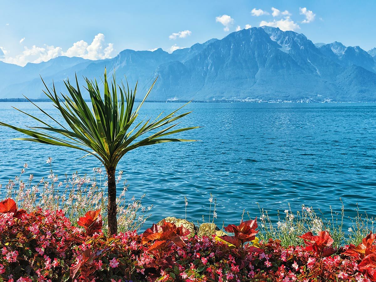 Idyllische Landschaft am Genfersee mit blauem Wasser, grüner Palme, roten Blumen und majestätischen Bergen unter blauem Himmel.