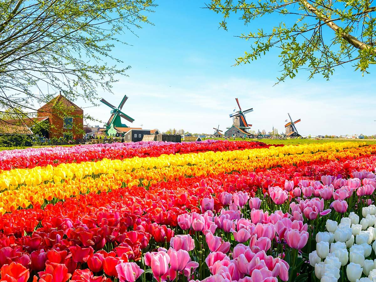 Weite, bunte Tulpenfelder in Rot, Gelb, Orange und Rosa mit traditionellen Windmühlen und Häusern in Holland unter blauem Himmel.