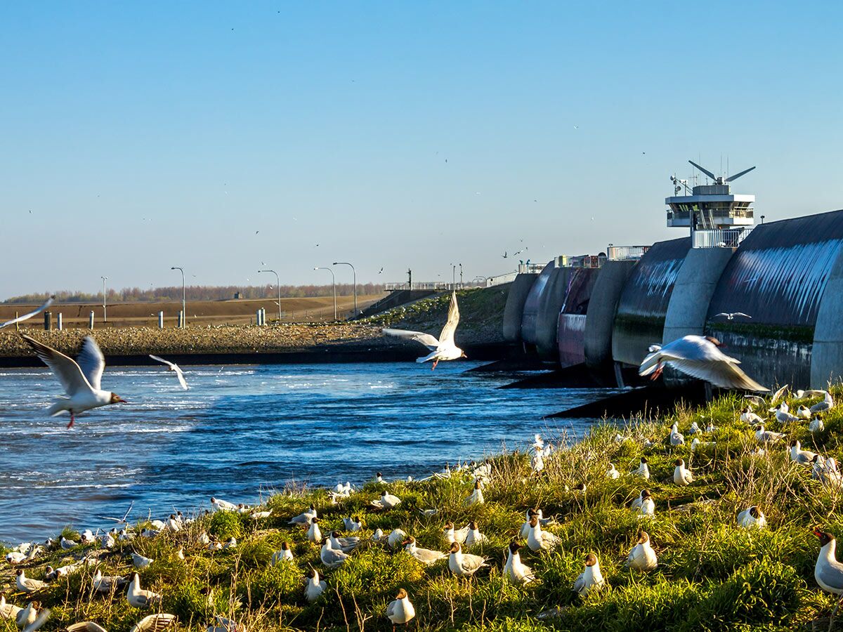 Ein großer Staudamm mit Kontrollturm am Fluss, umgeben von vielen fliegenden und auf der Wiese sitzenden Möwen unter blauem Himmel.