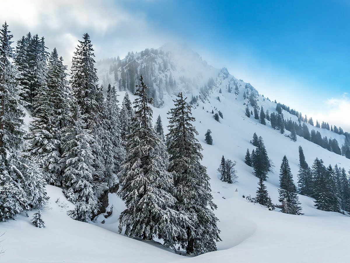 Majestätische Winterlandschaft mit schneebedeckten Tannenbäumen und blauem Himmel über nebligen Berggipfeln.