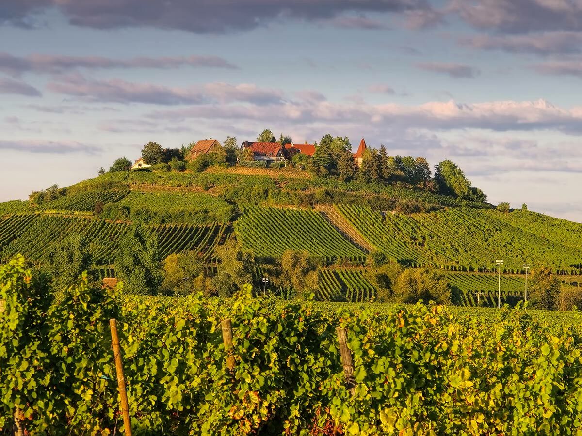 Ausgedehnte grüne Weinberge bedecken einen sonnigen Hügel mit malerischen Häusern und Bäumen unter blauem Himmel.