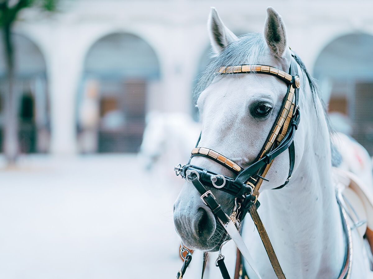 Elegantes weißes Pferd mit prächtigem goldenem Zaumzeug und schwarzer Trense blickt in die Kamera vor verschwommenen Bögen.