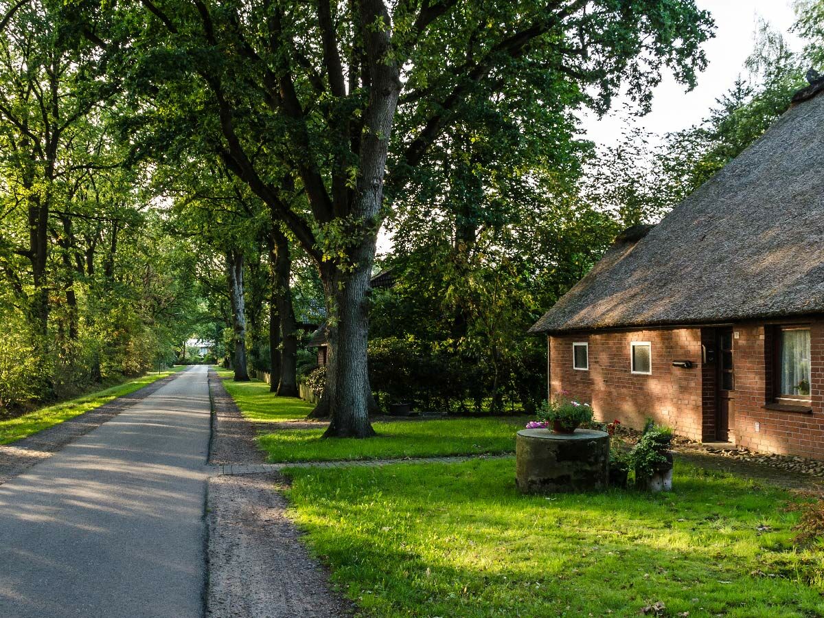 Idyllische ländliche Allee mit hohen Bäumen und einem charmanten Reetdachhaus im warmen Abendlicht. Grün und ruhig.