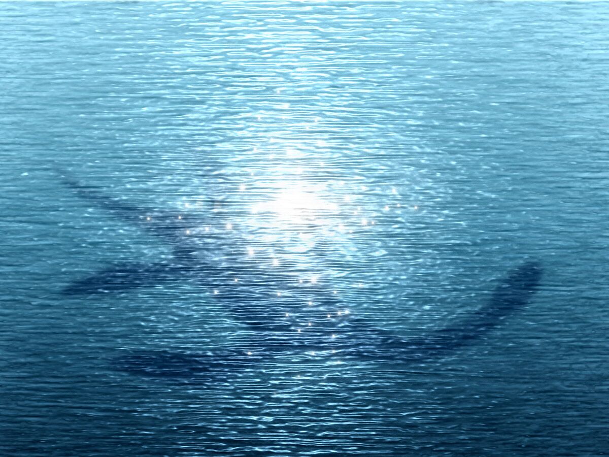 Dunkle, große Schatten unter einer glitzernden, blauen Wasseroberfläche mit starker Sonnenreflexion.