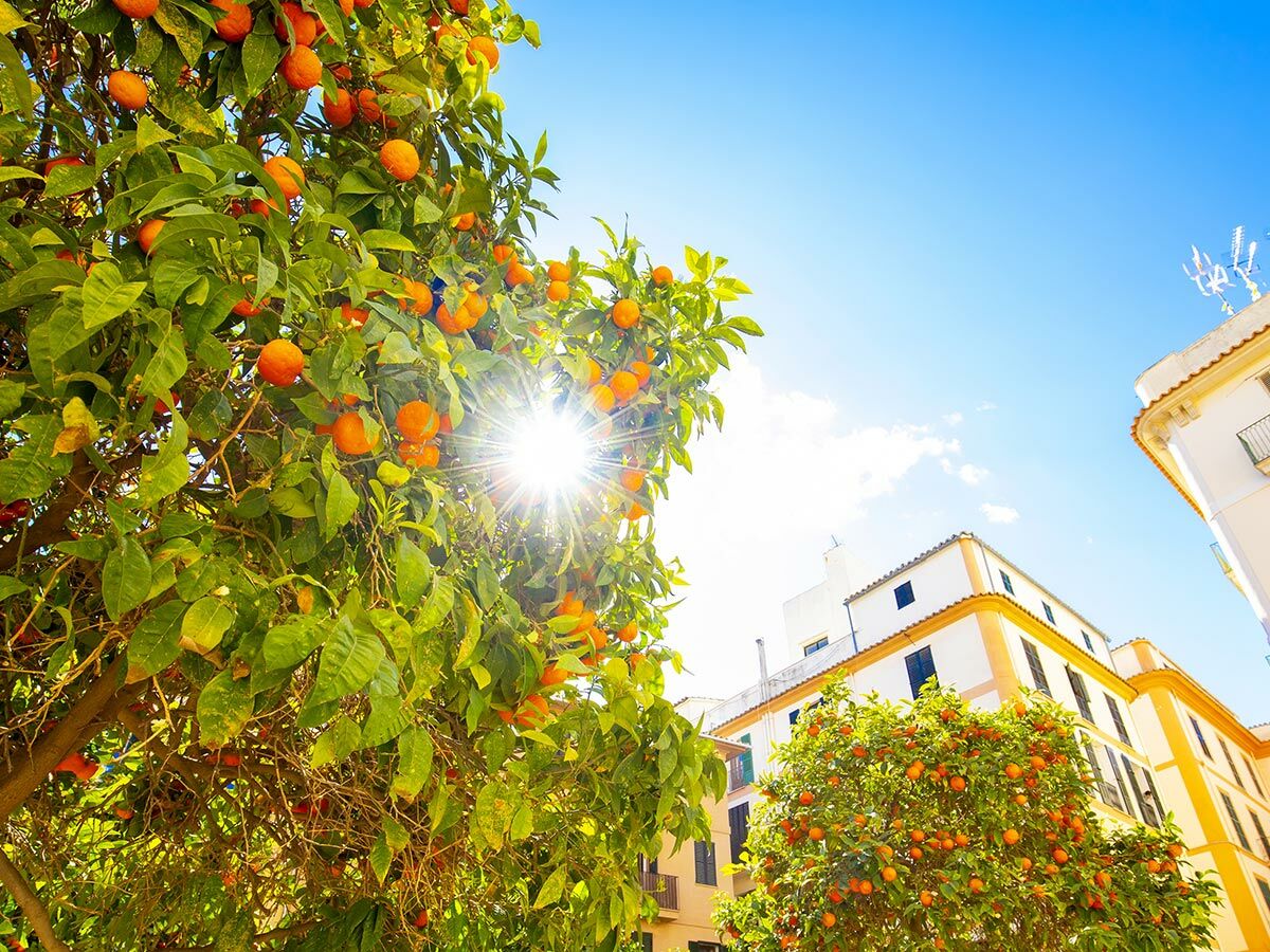 Leuchtender Orangenbaum voller Früchte mit starker Sonne vor weißen Gebäuden und blauem Himmel in Spanien.