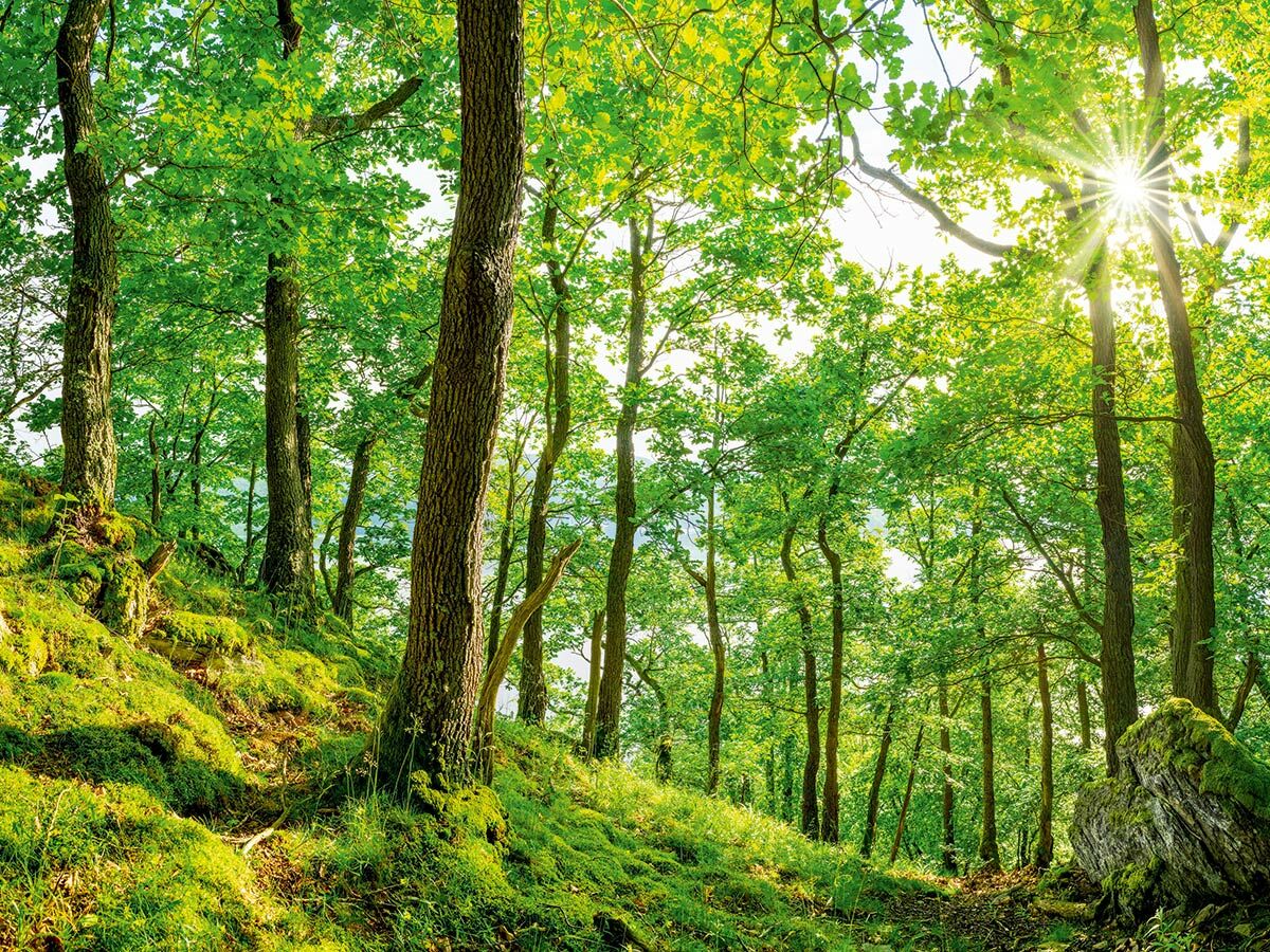Leuchtender grüner Wald mit hohen Bäumen, moosigem Boden und hellen Sonnenstrahlen, die durch die Blätter fallen.