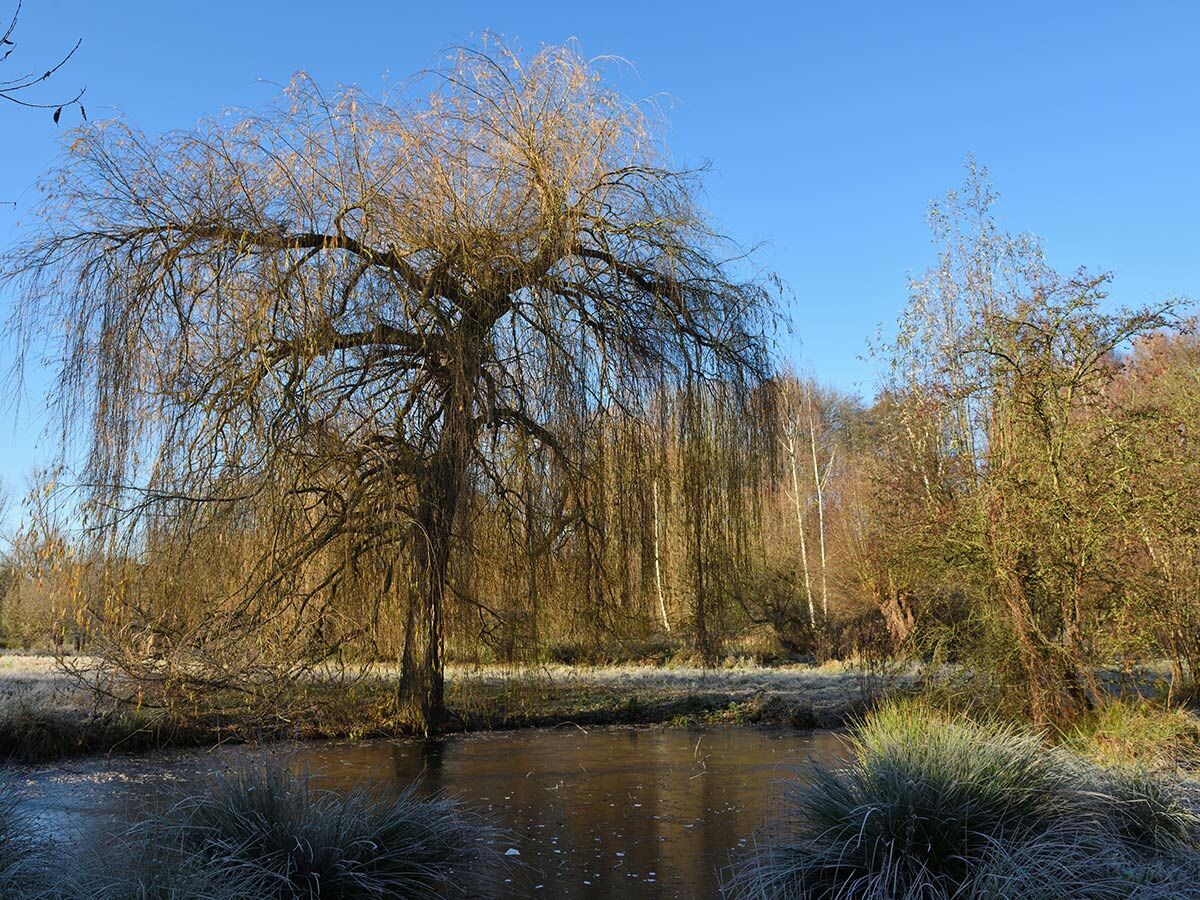 Großer Weidenbaum an gefrorenem Teich, umgeben von frostigem Gras und Bäumen unter blauem Winterhimmel.