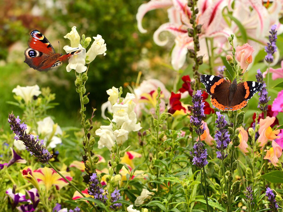 Zwei bunte Schmetterlinge (Pfauenauge, Distelfalter) besuchen Lavendel und Löwenmäulchen in einem sonnigen Blumengarten.