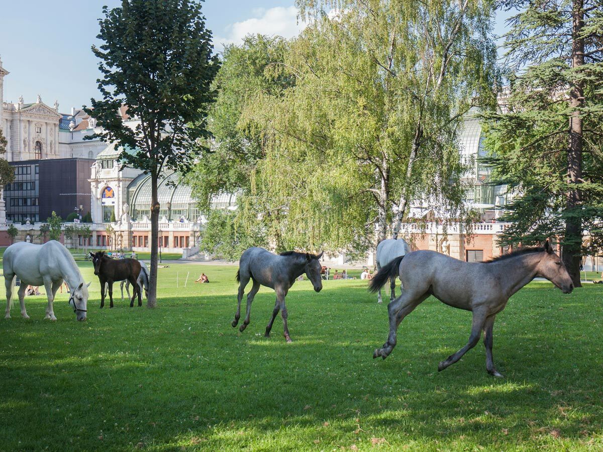 Mehrere Pferde und Fohlen grasen und laufen auf einer grünen Wiese im Stadtpark mit historischen Gebäuden im Hintergrund.