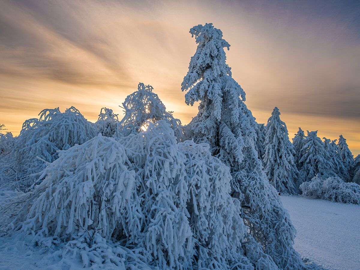 Tief verschneite Bäume und Büsche in einer Winterlandschaft bei Sonnenuntergang mit goldenem Himmel.
