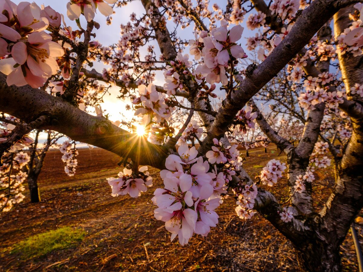 Nahaufnahme blühender Mandelbäume im goldenen Licht des Sonnenuntergangs mit Sonnenstrahlen über einem Feld.