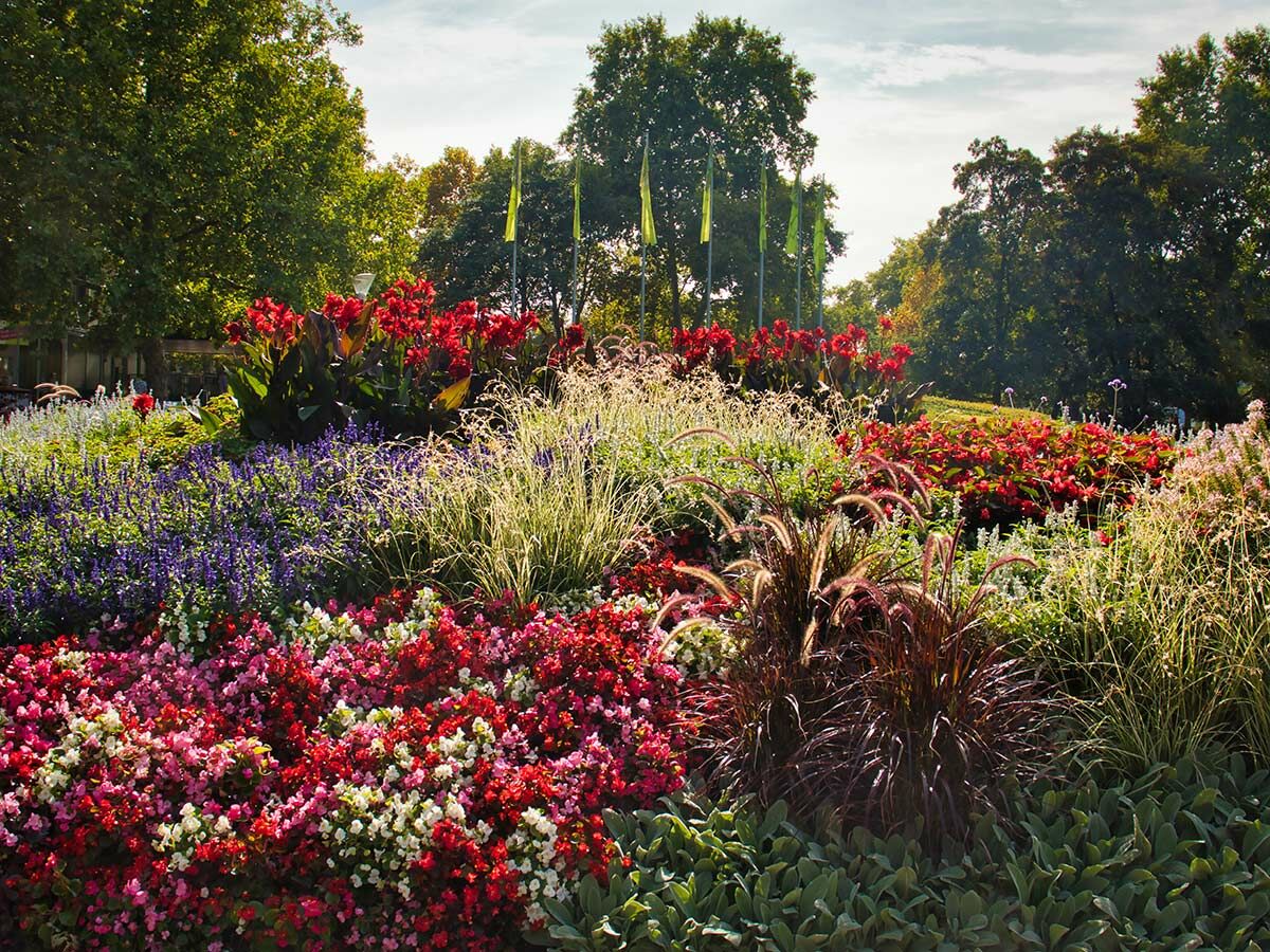 Farbiges Blumenbeet mit roten Kannen, lila Salbei, pinken/roten Begonien und Ziergräsern in sonnigem Park.