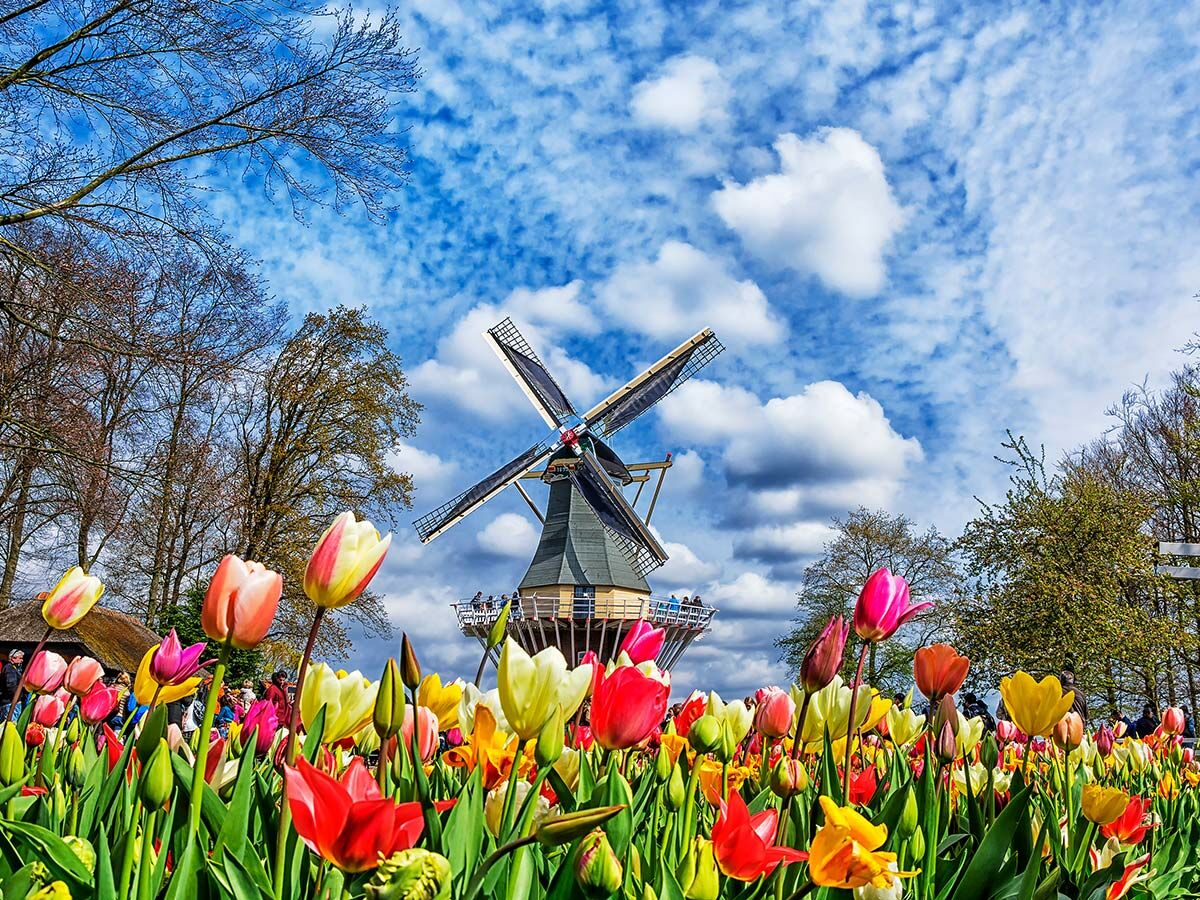 Leuchtend bunte Tulpenfelder im Vordergrund mit einer traditionellen holländischen Windmühle unter blauem Himmel.