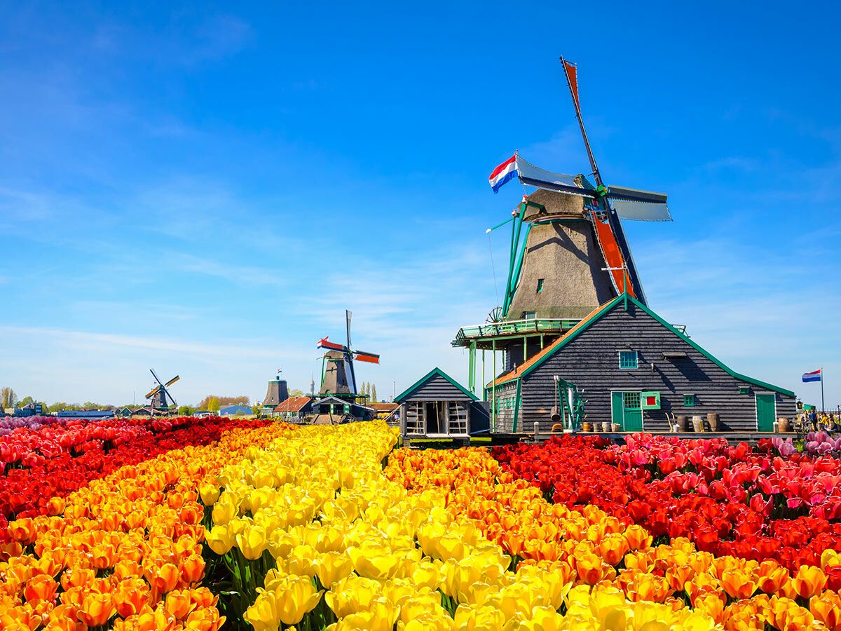 Traditionelle holländische Windmühlen neben leuchtenden roten, orangen und gelben Tulpenfeldern unter blauem Himmel.