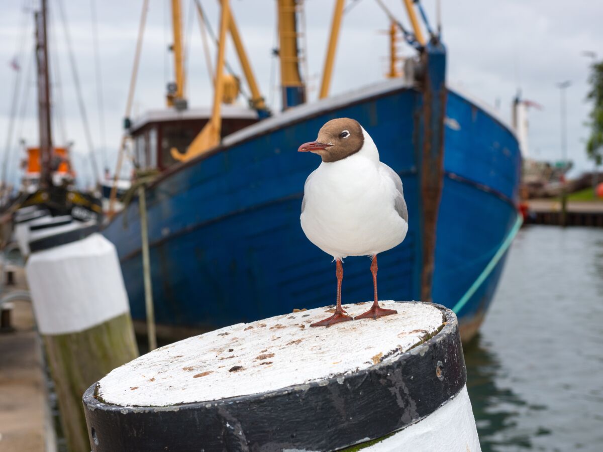 Schwarz-weiße Möwe mit braunem Kopf steht auf Holzpfahl im Hafen; im Hintergrund blaue Fischerboote und Wasser.
