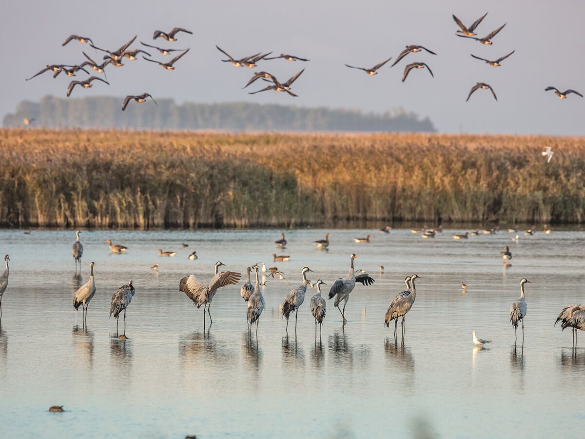 Kraniche und andere Zugvögel fliegen über und rasten in einem Feuchtgebiet mit Schilf bei goldenem Licht.