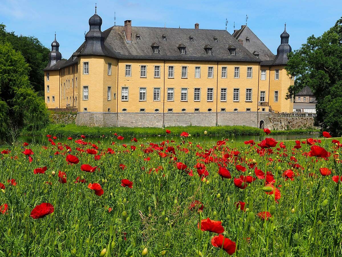 Historisches gelbes Wasserschloss mit dunklen Dächern und Türmen, umgeben von einem leuchtend roten Mohnfeld und grünem Gras unter blauem Himmel.