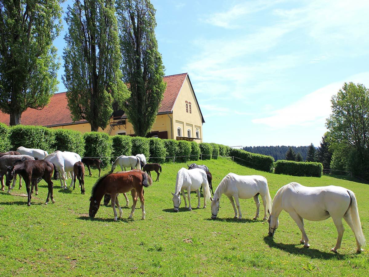 Eine Herde Pferde und Fohlen verschiedener Farben grast friedlich auf einer sonnigen grünen Weide vor einem Bauernhof.