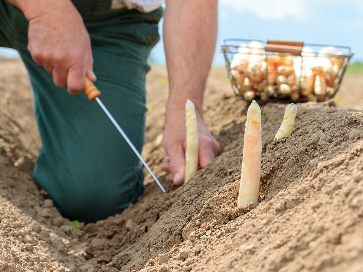 Ein Bauer kniet im Feld und sticht weißen Spargel mit einem speziellen Werkzeug. Im Hintergrund ein Korb voller geerntetem Spargel.