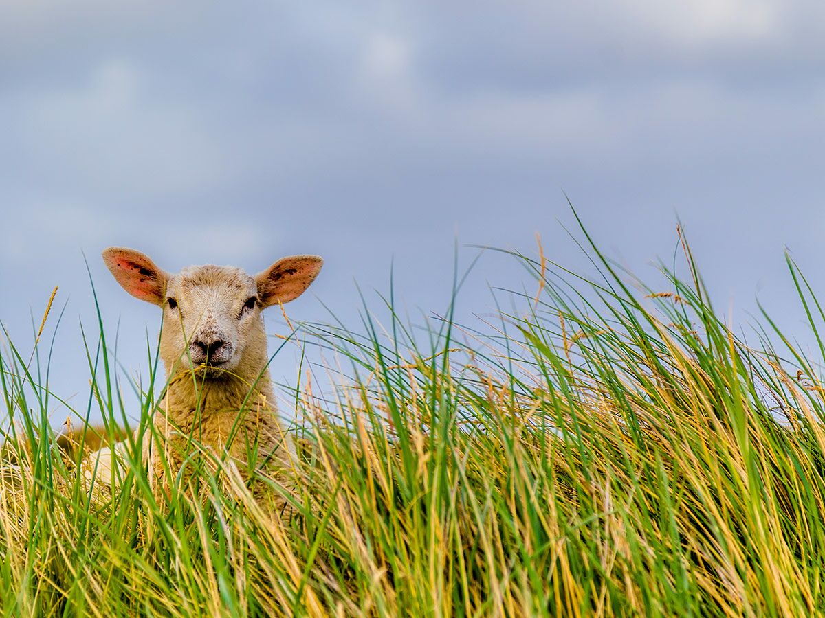 Ein neugieriges Lamm mit hellem Fell lugt aus hohem, grünem Gras unter blau-grauem Himmel hervor.
