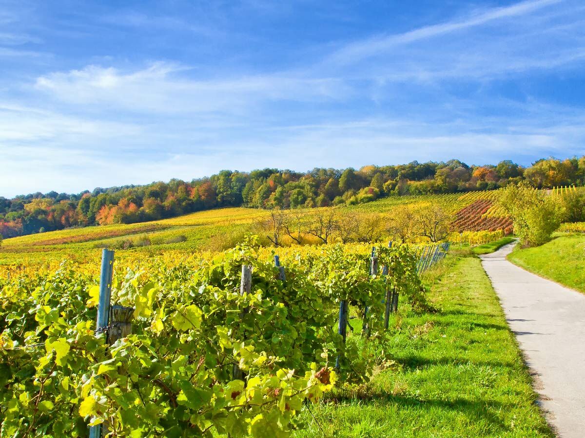 Malerischer Weinberg im Herbst mit leuchtend gelben Blättern und einem Spazierweg unter blauem Himmel.
