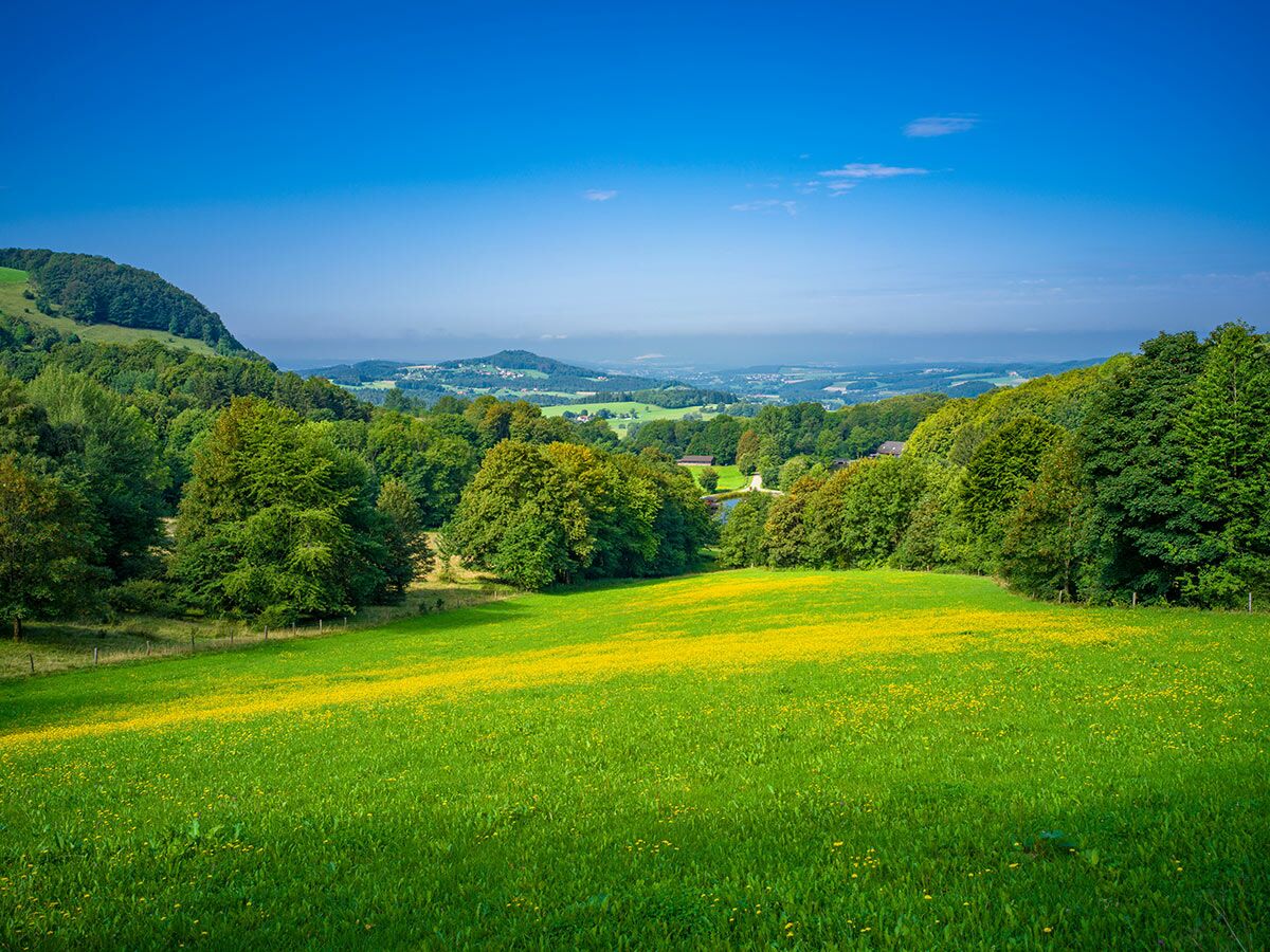 Idyllische grüne Wiesenlandschaft mit gelben Blumen, umrahmt von Wäldern und fernen Hügeln unter blauem Himmel.