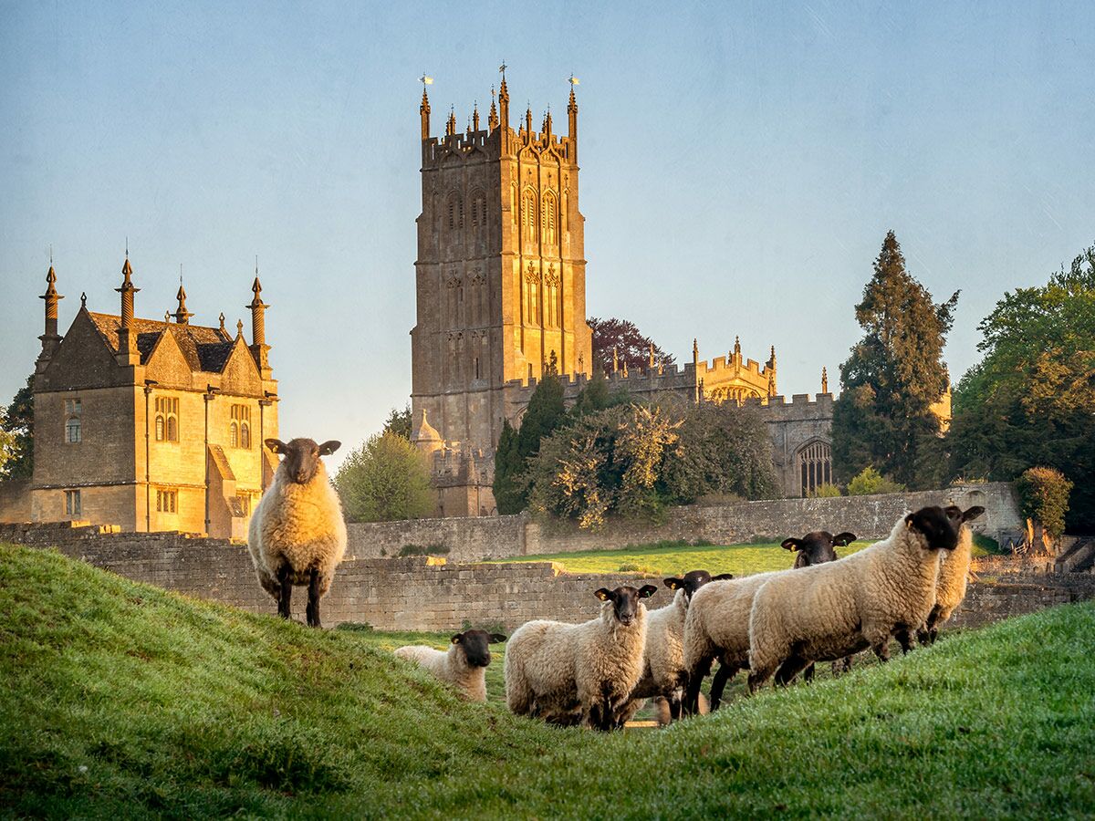 Mehrere Schafe mit dunklen Gesichtern grasen auf einem grünen Hügel, dahinter goldbeleuchtete Tewkesbury Abbey und Stanway House.