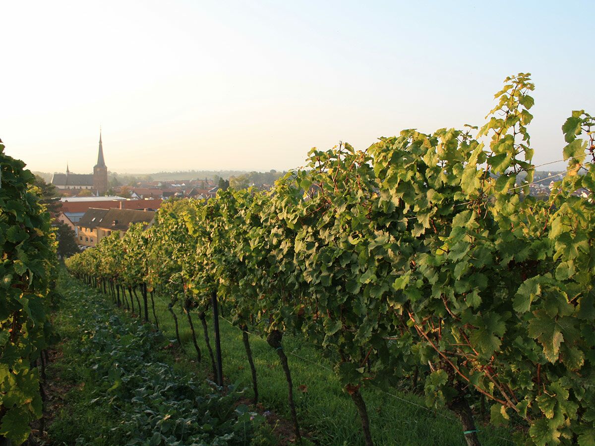 Malerischer Weinberg mit Blick auf ein deutsches Dorf und Kirchturm im warmen Morgenlicht.